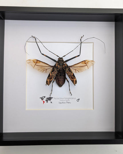 Framed Harlequin Beetle Taxidermy, Spread Wing Acrocinus Longimanus, Peru (8" x 8")