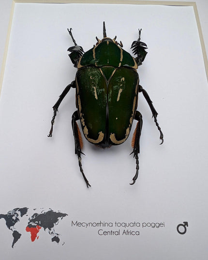 Framed giant emerald beetle taxidermy: ethically sourced entomology art