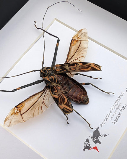 Framed Harlequin Beetle Taxidermy, Spread Wing Acrocinus Longimanus, Peru (8" x 8")
