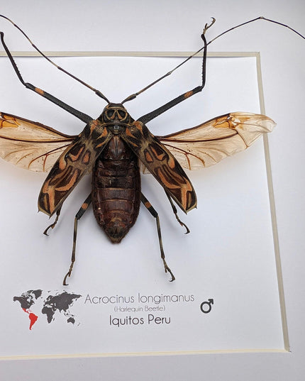 Framed Harlequin Beetle Taxidermy, Spread Wing Acrocinus Longimanus, Peru (8" x 8")