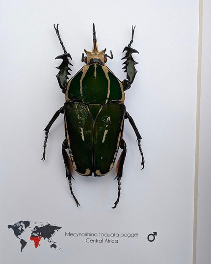Framed giant emerald beetle taxidermy: ethically sourced entomology art