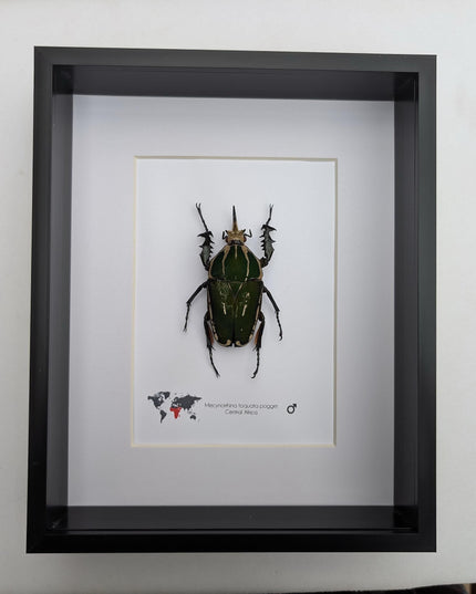 Framed giant emerald beetle taxidermy: ethically sourced entomology art