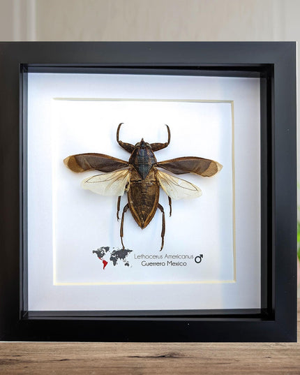 Framed giant water bug taxidermy: ethically sourced entomology wall decor