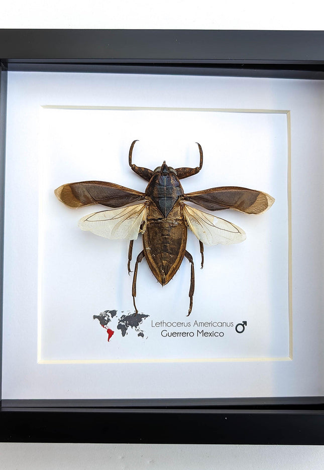 Framed giant water bug taxidermy: ethically sourced entomology wall decor