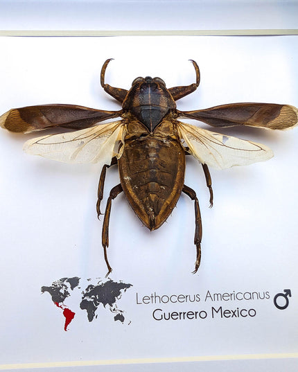 Framed giant water bug taxidermy: ethically sourced entomology wall decor