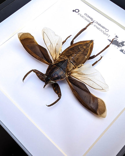 Framed giant water bug taxidermy: ethically sourced entomology wall decor