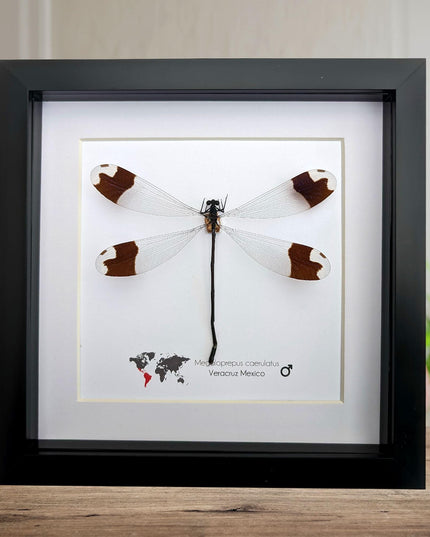Framed giant helicopter damselfly: ethically sourced entomology art