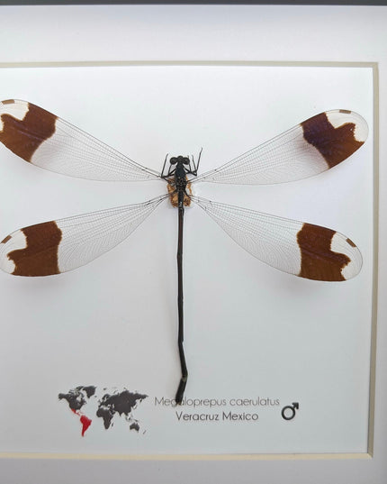 Framed giant helicopter damselfly: ethically sourced entomology art