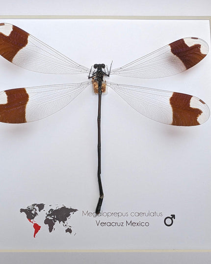 Framed giant helicopter damselfly: ethically sourced entomology art