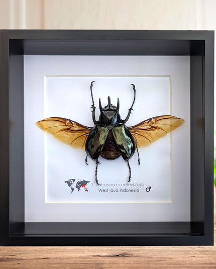 Framed Moellenkampi Beetle, Large Rhinoceros Beetle Taxidermy, 8"x8"
