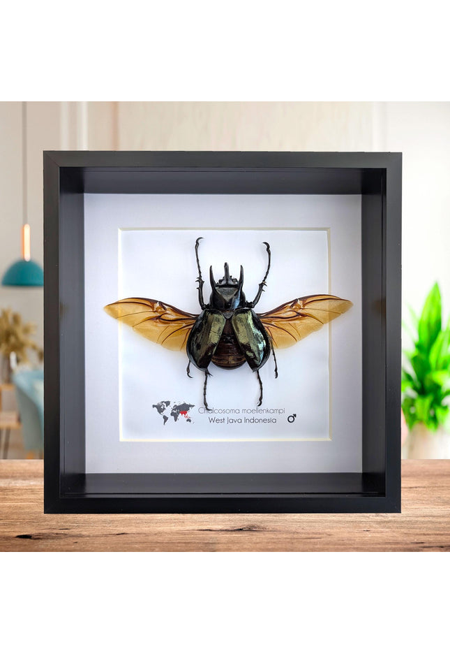 Framed Moellenkampi Beetle, Large Rhinoceros Beetle Taxidermy, 8"x8"