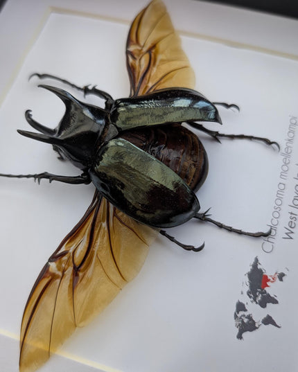 Framed Moellenkampi Beetle, Large Rhinoceros Beetle Taxidermy, 8"x8"