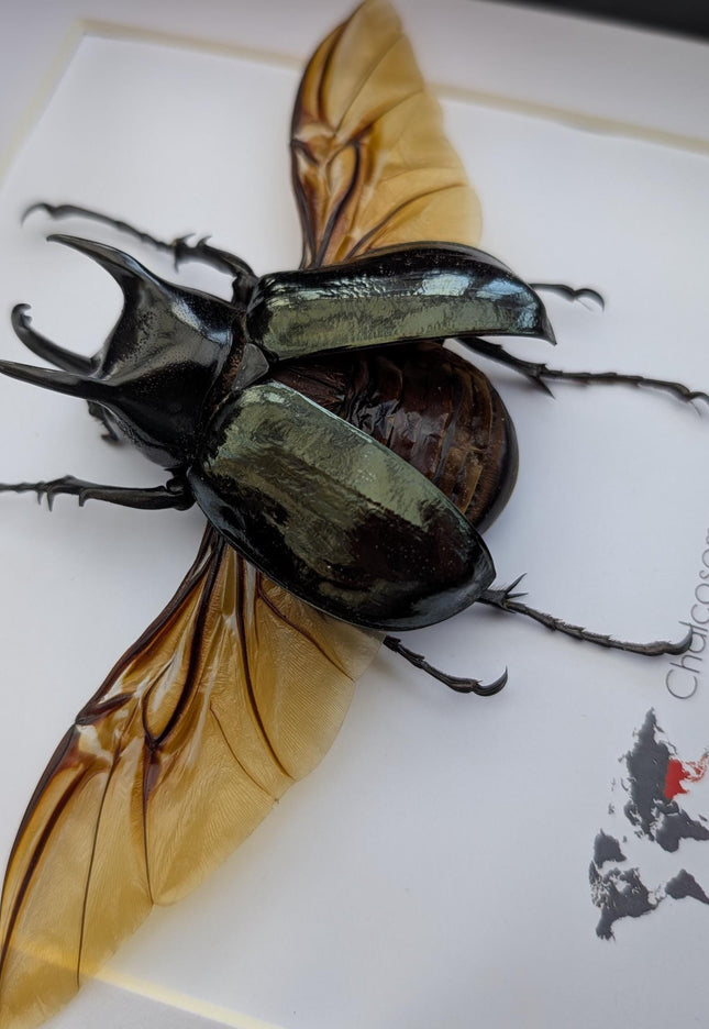 Framed Moellenkampi Beetle, Large Rhinoceros Beetle Taxidermy, 8"x8"