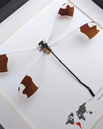 Framed giant helicopter damselfly: ethically sourced entomology art