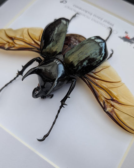 Framed Moellenkampi Beetle, Large Rhinoceros Beetle Taxidermy, 8"x8"