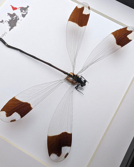Framed giant helicopter damselfly: ethically sourced entomology art