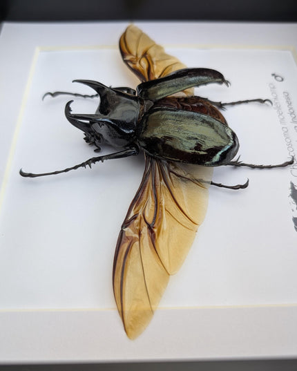 Framed Moellenkampi Beetle, Large Rhinoceros Beetle Taxidermy, 8"x8"