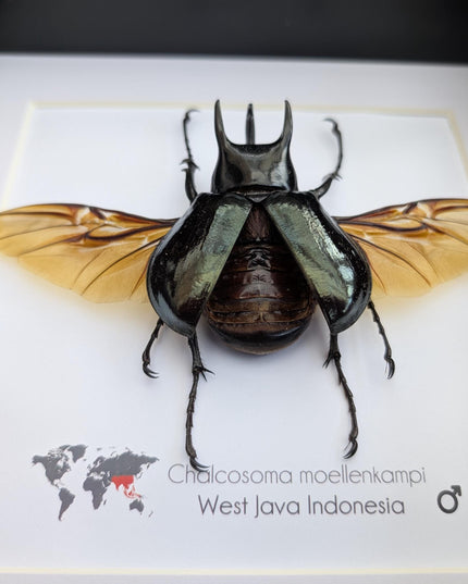Framed Moellenkampi Beetle, Large Rhinoceros Beetle Taxidermy, 8"x8"