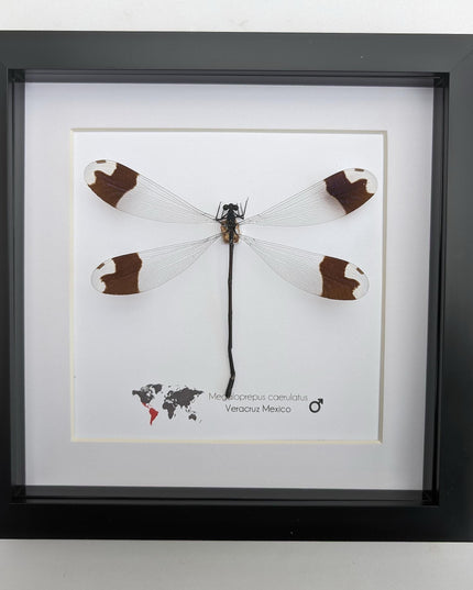 Framed giant helicopter damselfly: ethically sourced entomology art