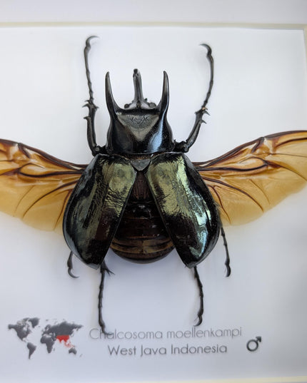 Framed Moellenkampi Beetle, Large Rhinoceros Beetle Taxidermy, 8"x8"