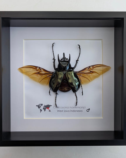 Framed Moellenkampi Beetle, Large Rhinoceros Beetle Taxidermy, 8"x8"