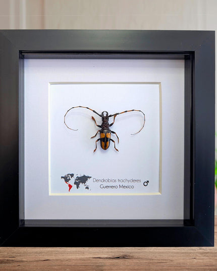 Framed long-jawed longhorn beetle taxidermy: ethically sourced entomology display (6" x 6")
