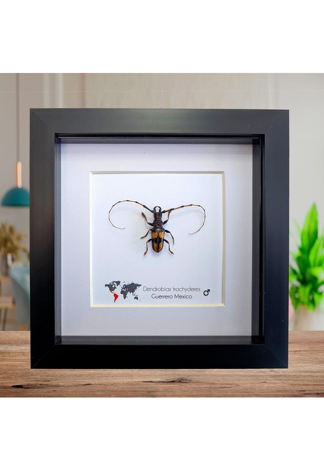 Framed long-jawed longhorn beetle taxidermy: ethically sourced entomology display (6" x 6")
