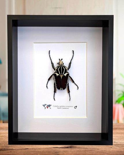 Framed Goliath Flower Beetle Taxidermy, Congo Insect Display (8x10)