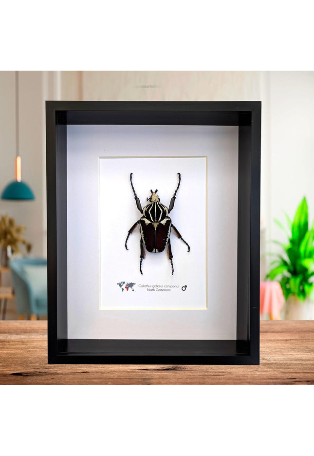 Framed Goliath Flower Beetle Taxidermy, Congo Insect Display (8x10)