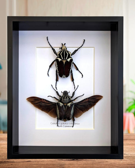 Framed Goliath Flower Beetle Pair, Spread Wing Taxidermy, 8x10