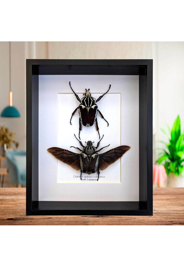 Framed Goliath Flower Beetle Pair, Spread Wing Taxidermy, 8x10