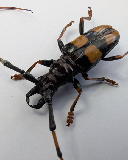 Framed long-jawed longhorn beetle taxidermy: ethically sourced entomology display (6" x 6")