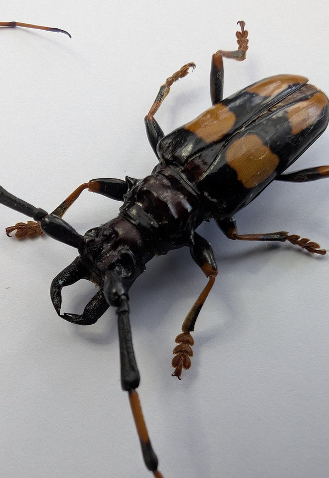 Framed long-jawed longhorn beetle taxidermy: ethically sourced entomology display (6" x 6")