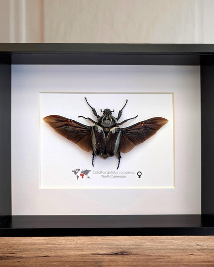 Framed Goliath Flower Beetle Taxidermy, Spread Wing Insect Display (8x10)