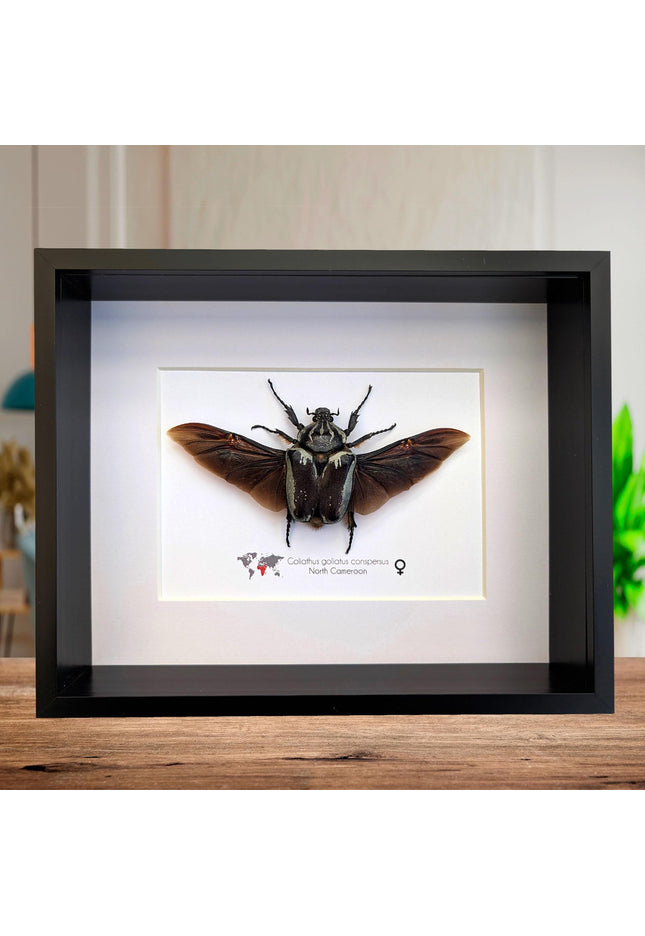 Framed Goliath Flower Beetle Taxidermy, Spread Wing Insect Display (8x10)