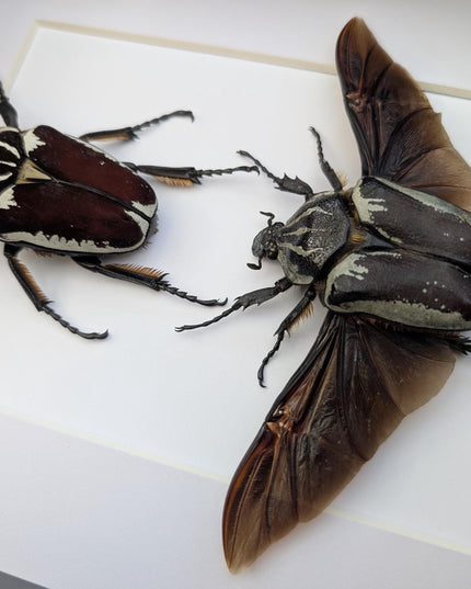 Framed Goliath Flower Beetle Pair, Spread Wing Taxidermy, 8x10