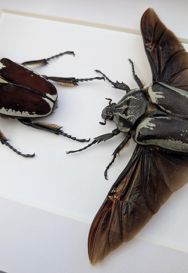Framed Goliath Flower Beetle Pair, Spread Wing Taxidermy, 8x10