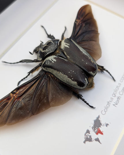 Framed Goliath Flower Beetle Taxidermy, Spread Wing Insect Display (8x10)