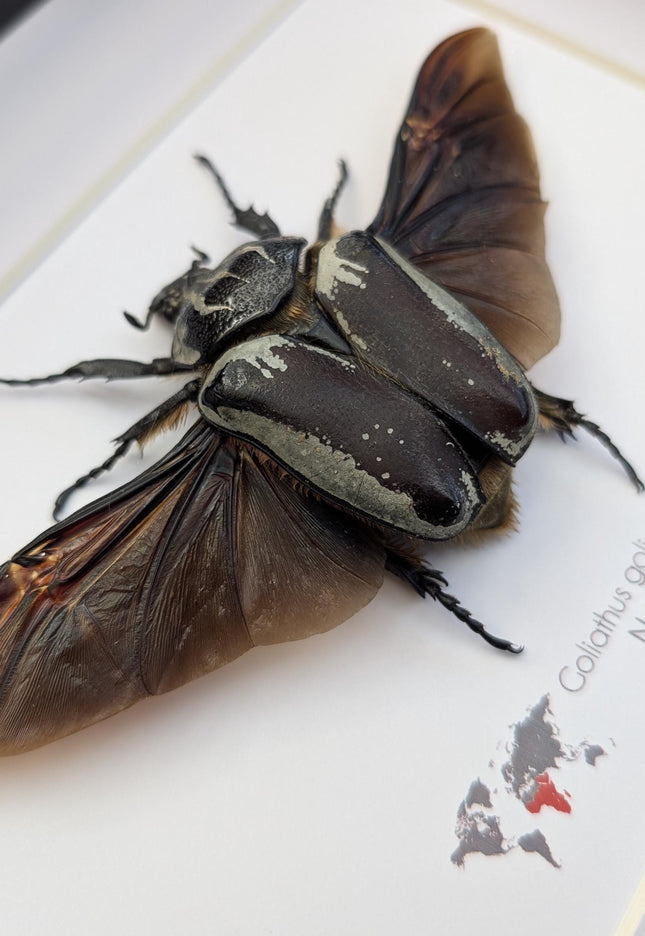 Framed Goliath Flower Beetle Taxidermy, Spread Wing Insect Display (8x10)