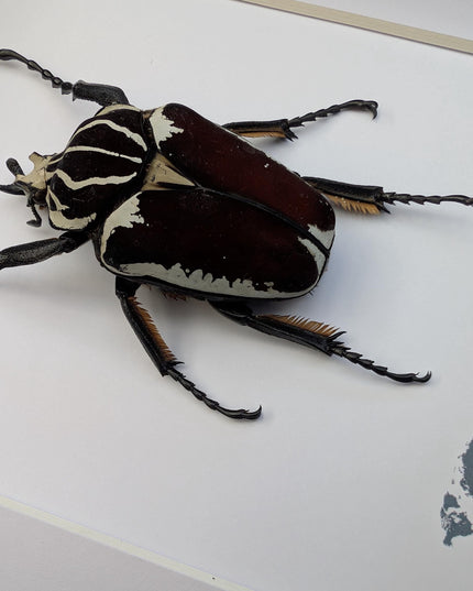 Framed Goliath Flower Beetle Taxidermy, Congo Insect Display (8x10)