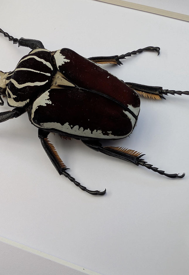 Framed Goliath Flower Beetle Taxidermy, Congo Insect Display (8x10)