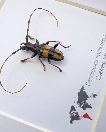 Framed long-jawed longhorn beetle taxidermy: ethically sourced entomology display (6" x 6")