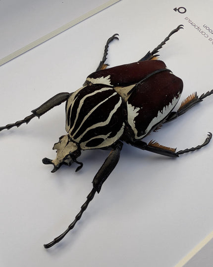 Framed Goliath Flower Beetle Taxidermy, Congo Insect Display (8x10)