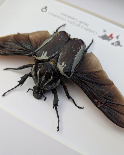 Framed Goliath Flower Beetle Taxidermy, Spread Wing Insect Display (8x10)