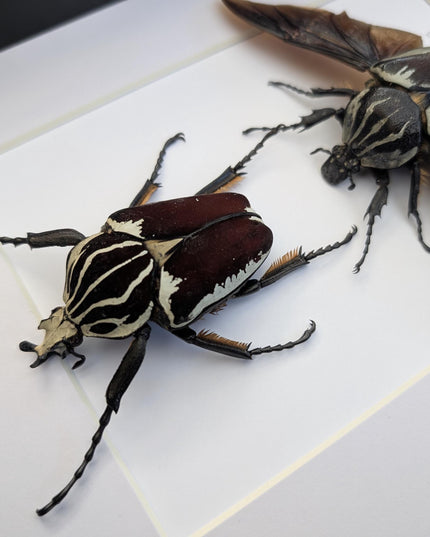 Framed Goliath Flower Beetle Pair, Spread Wing Taxidermy, 8x10