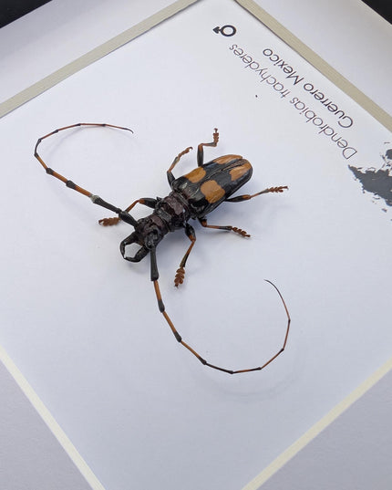 Framed long-jawed longhorn beetle taxidermy: ethically sourced entomology display (6" x 6")