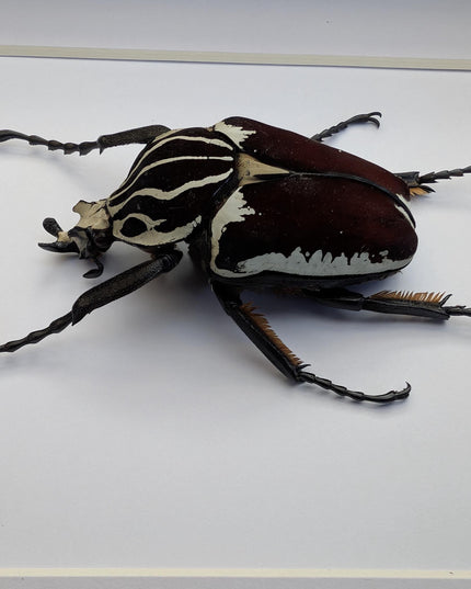 Framed Goliath Flower Beetle Taxidermy, Congo Insect Display (8x10)