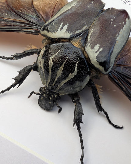 Framed Goliath Flower Beetle Taxidermy, Spread Wing Insect Display (8x10)