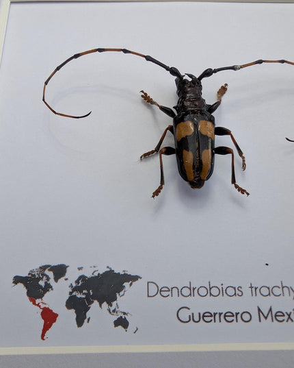Framed long-jawed longhorn beetle taxidermy: ethically sourced entomology display (6" x 6")