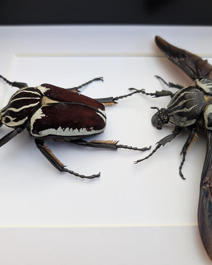 Framed Goliath Flower Beetle Pair, Spread Wing Taxidermy, 8x10